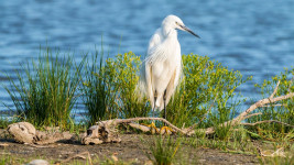 jezero little-egret-2591578 1280